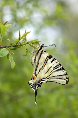 BUITEN BEELD Foto: 115331