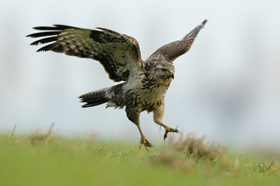 BUITEN BEELD Foto: 115333