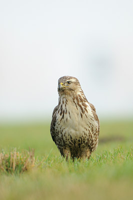 BUITEN BEELD Foto: 115336