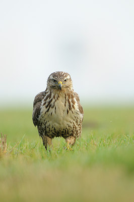BUITEN BEELD Foto: 115338