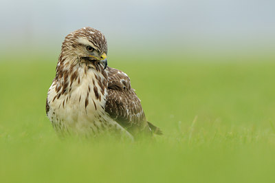 BUITEN BEELD Foto: 115349