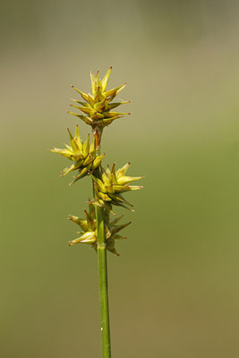 BUITEN BEELD Foto: 115355
