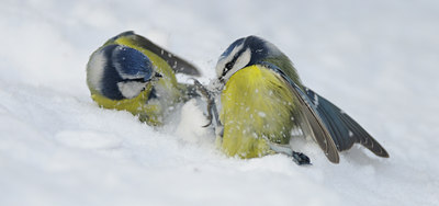 BUITEN BEELD Foto: 115362