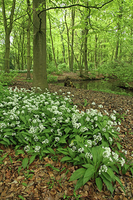 BUITEN BEELD Foto: 115380