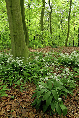 BUITEN BEELD Foto: 115381