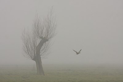 BUITEN BEELD Foto: 115383