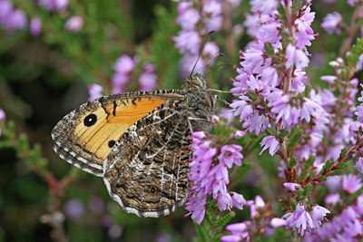 BUITEN BEELD Foto: 115387