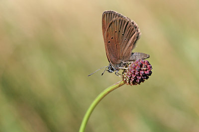 BUITEN BEELD Foto: 115389