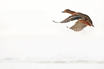 BUITEN BEELD Foto: 115397