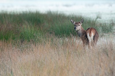 BUITEN BEELD Foto: 115410