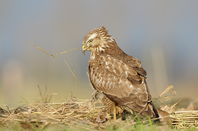 BUITEN BEELD Foto: 115426