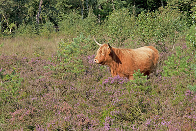 BUITEN BEELD Foto: 115431