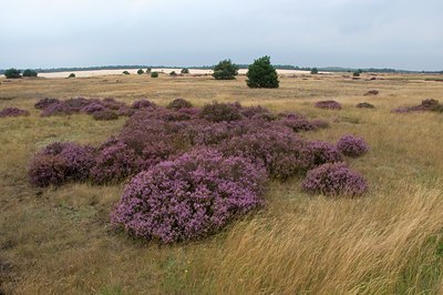 BUITEN BEELD Foto: 115437