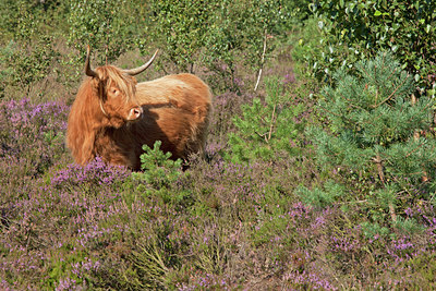 BUITEN BEELD Foto: 115462