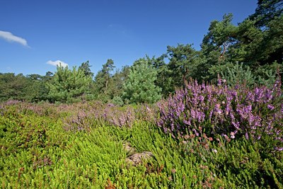 BUITEN BEELD Foto: 115496