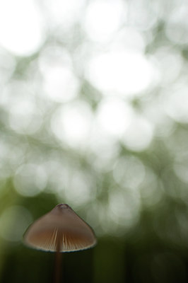 BUITEN BEELD Foto: 115503
