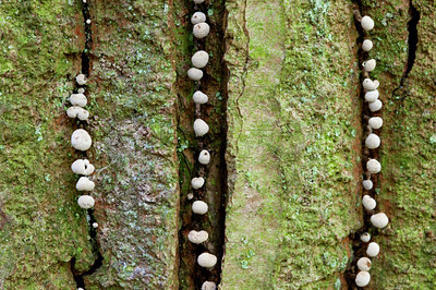 BUITEN BEELD Foto: 115508