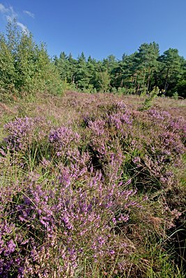BUITEN BEELD Foto: 115512