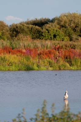 BUITEN BEELD Foto: 115523
