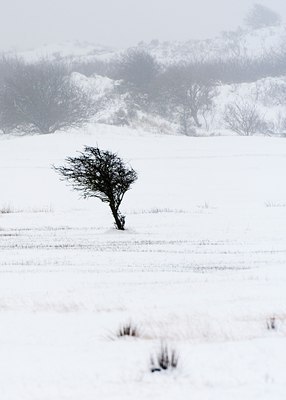 BUITEN BEELD Foto: 115528