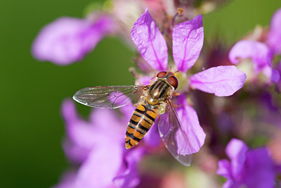BUITEN BEELD Foto: 115543