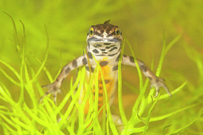 BUITEN BEELD Foto: 115546