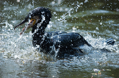 BUITEN BEELD Foto: 115548