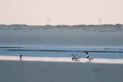 BUITEN BEELD Foto: 115555