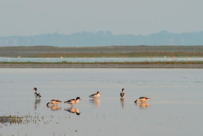 BUITEN BEELD Foto: 115557