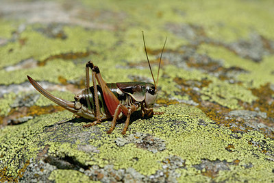 BUITEN BEELD Foto: 115566