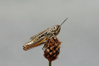 BUITEN BEELD Foto: 115568
