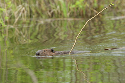 BUITEN BEELD Foto: 115581