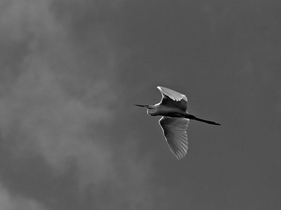 BUITEN BEELD Foto: 115593