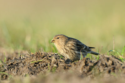 BUITEN BEELD Foto: 115626