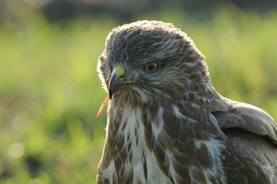 BUITEN BEELD Foto: 115630