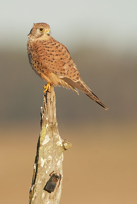 BUITEN BEELD Foto: 115633