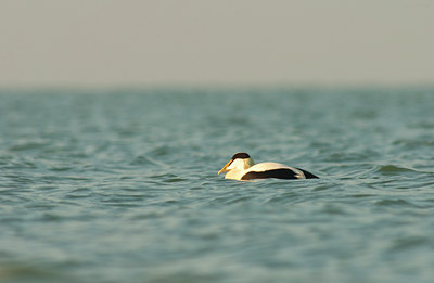 BUITEN BEELD Foto: 115657