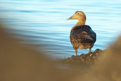 BUITEN BEELD Foto: 115660