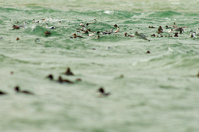 BUITEN BEELD Foto: 115666