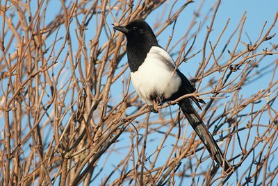 BUITEN BEELD Foto: 115668