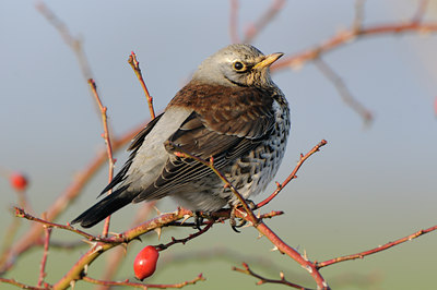 BUITEN BEELD Foto: 115681