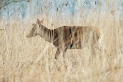 BUITEN BEELD Foto: 115701