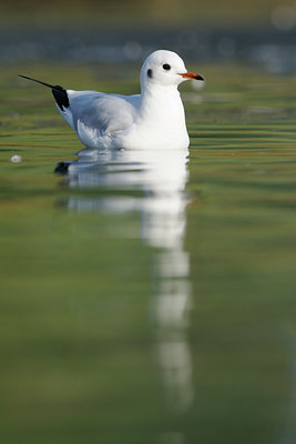 BUITEN BEELD Foto: 115716