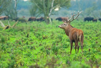 BUITEN BEELD Foto: 115724