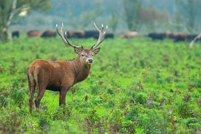 BUITEN BEELD Foto: 115726