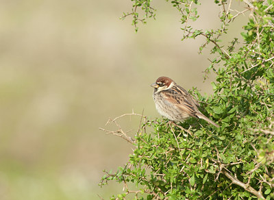BUITEN BEELD Foto: 115733