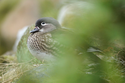 BUITEN BEELD Foto: 115741