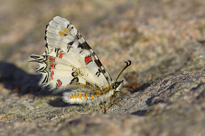 BUITEN BEELD Foto: 115764