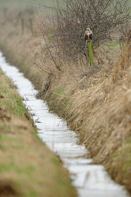 BUITEN BEELD Foto: 115774