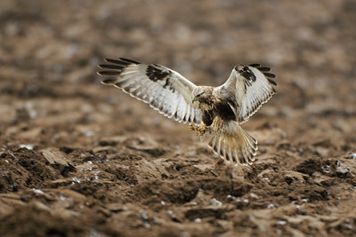 BUITEN BEELD Foto: 115775
